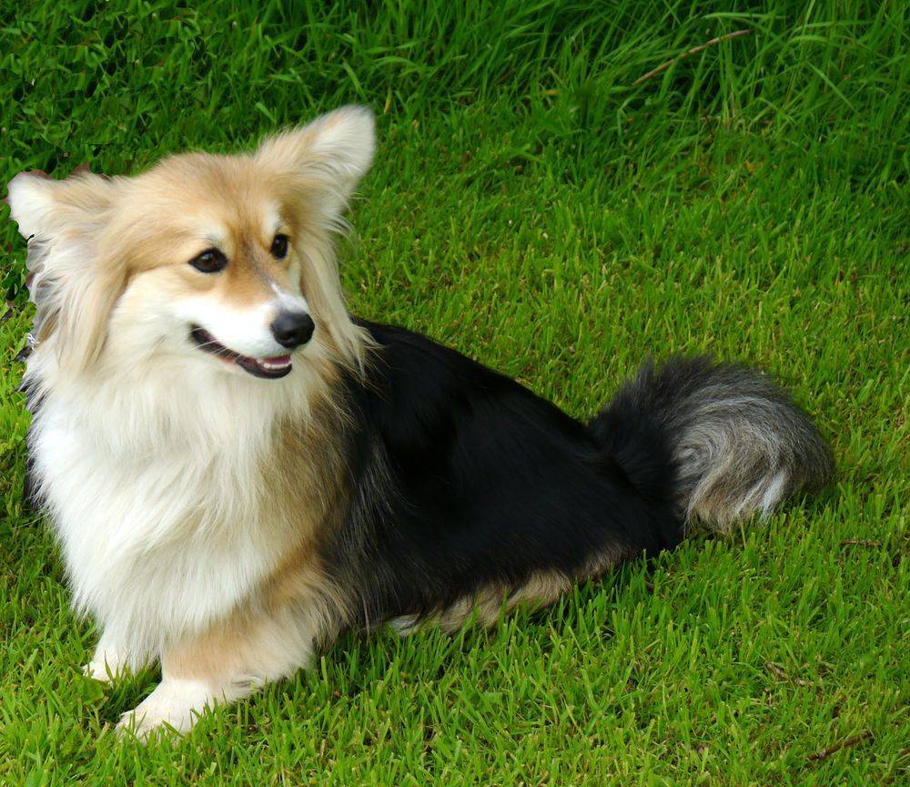 ᐉ корги флаффи — фото, особенности собак с геном длинной шерсти - getzoofood.ru