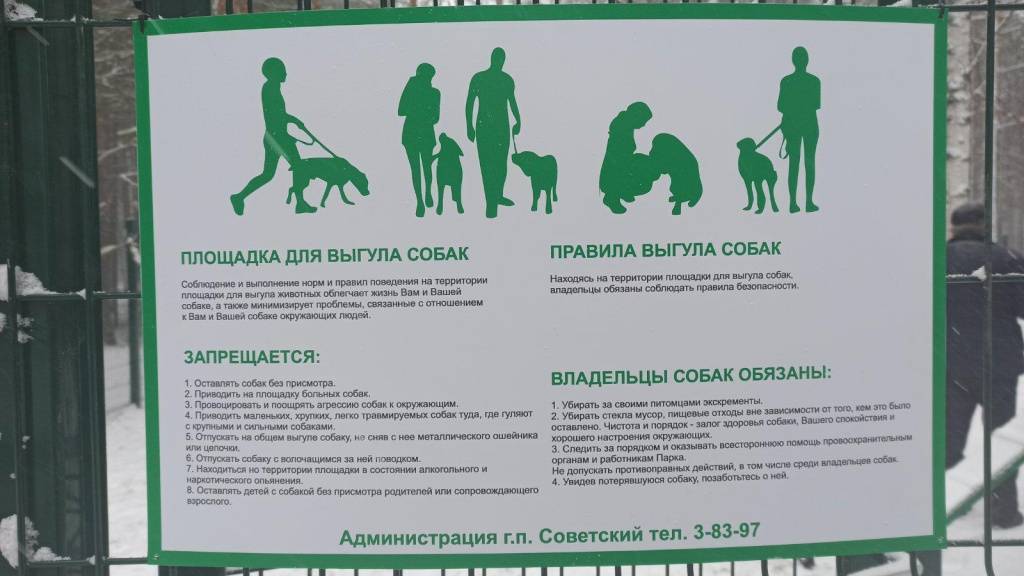 Выгул собак: рекомендации и правила выгула собак