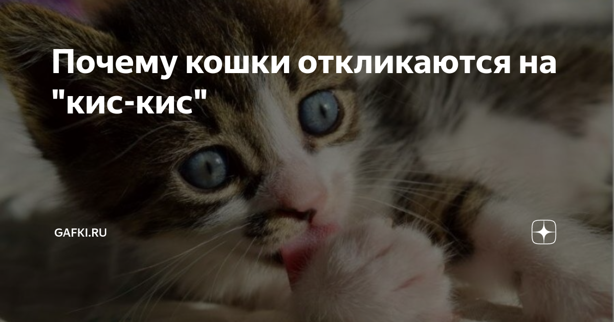 Как приучить котенка к имени: 5 этапов обучения питомца