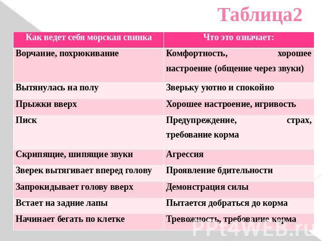 Что едят морские свинки, что можно и что нельзя есть морским свинкам