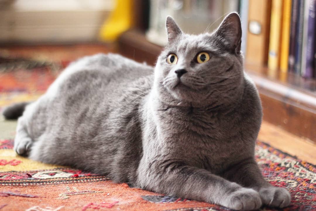 Шартрез: описание породы, характер, фото | кот и кошка