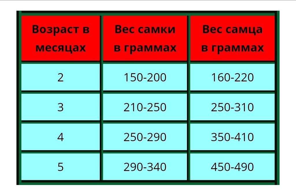 Продолжительность жизни декоративной крысы