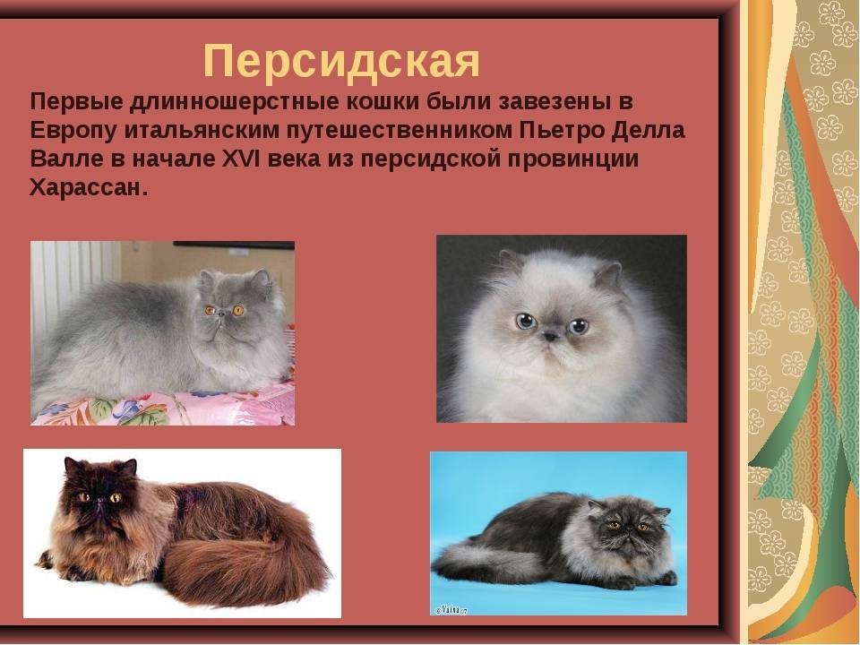 Деление пород кошек на категории и виды: какие бывают и как выглядят