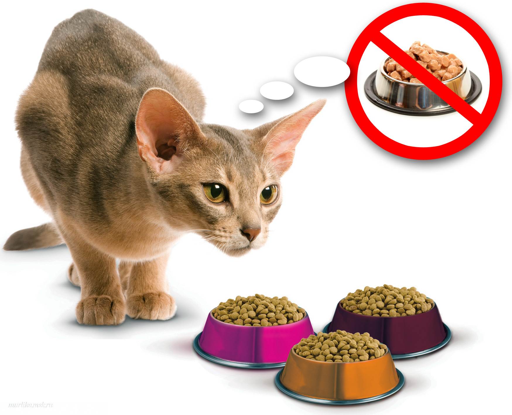 Из чего делают кошачий корм: как сделать самому, пошаговая инструкция