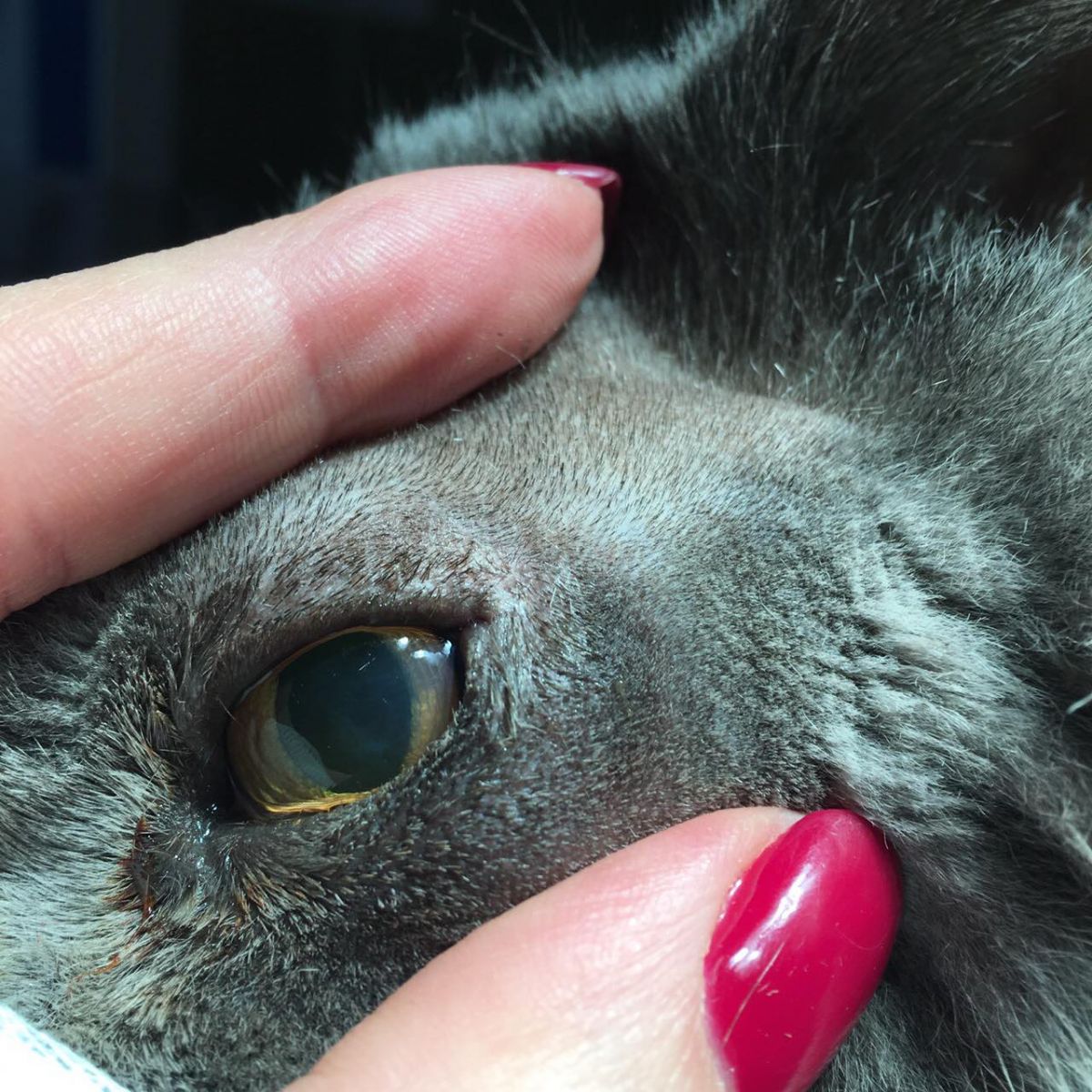 Стоматит у кошек: виды, симптомы и лечение