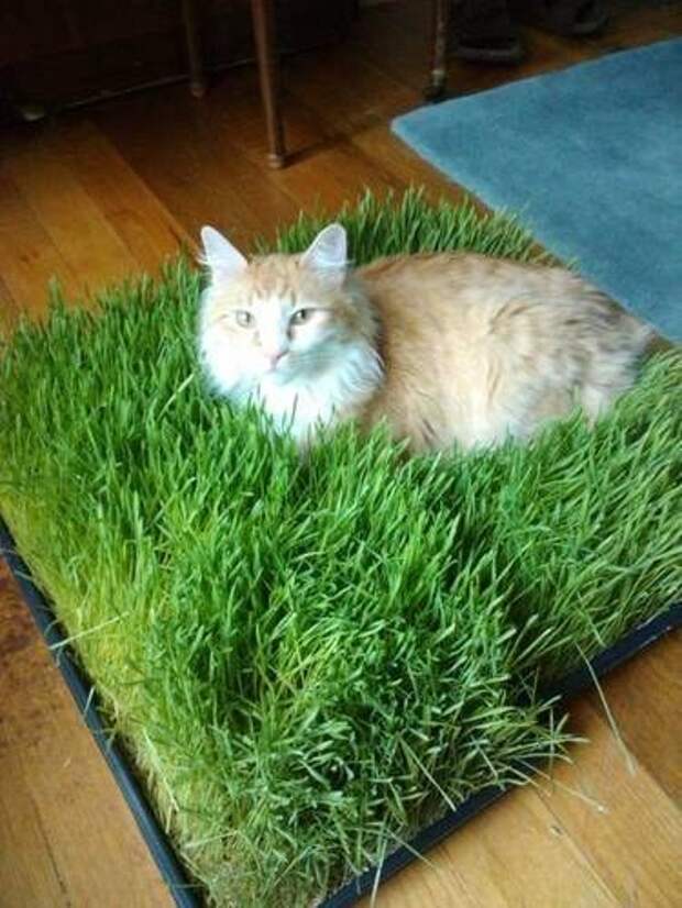Как прорастить траву для кошки - в грунте, без грунта, где взять семена