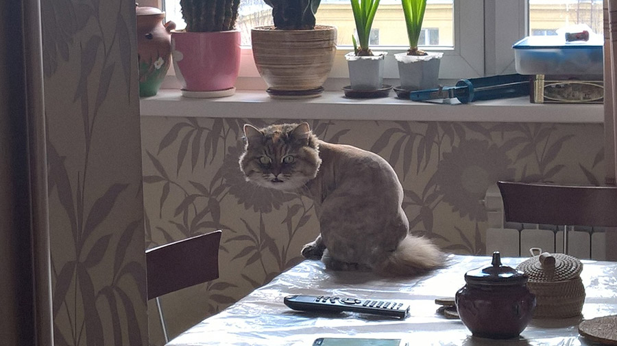 7 способов отучить кошку лазить по столам | звери дома