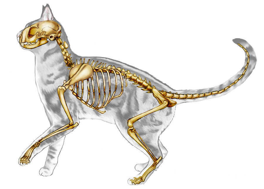 Анатомия и физиология кошки: основные характеристики. анатомия кошек – внутренние органы кошеквсе о породах кошек с описанием, фотографиями и названиями.