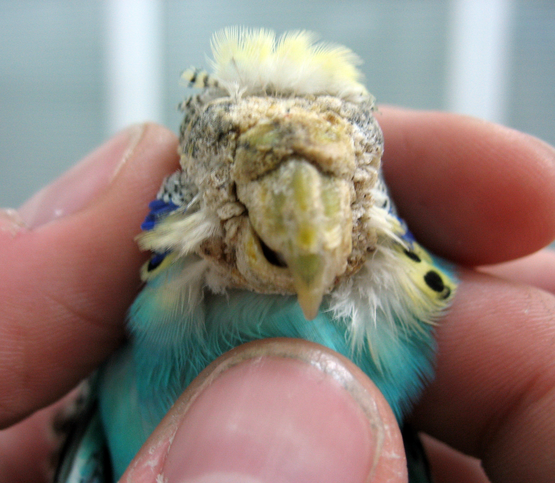 Как лечить очинного клеща у волнистого попугая