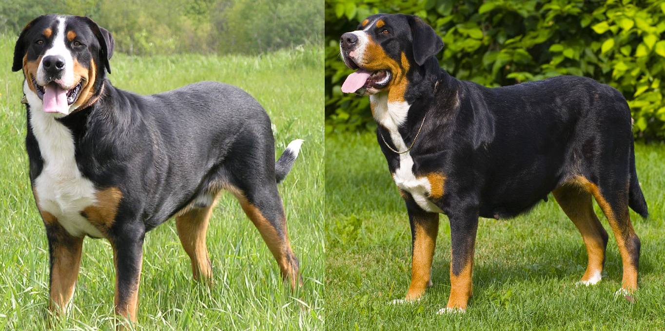 Большой швейцарский зенненхунд: описание породы, фото, характер | все о собаках