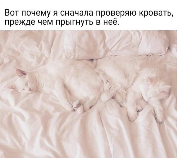 Кот или котенок по ночам не дает спать – что делать, как приучить его отдыхать, а не играть и беситься?