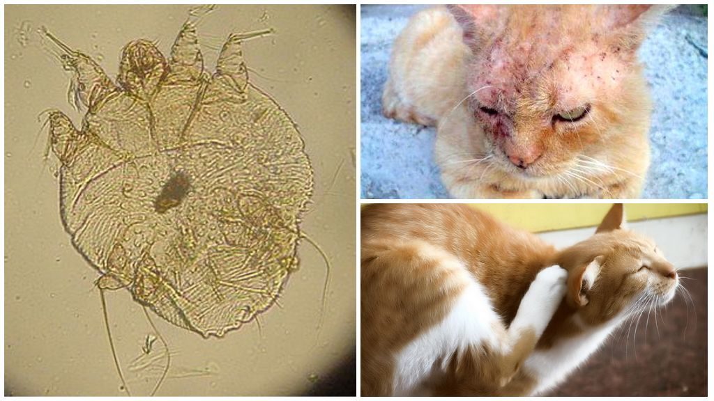 Как лечить подкожного клеща у кошек: медикаменты и народные методы
