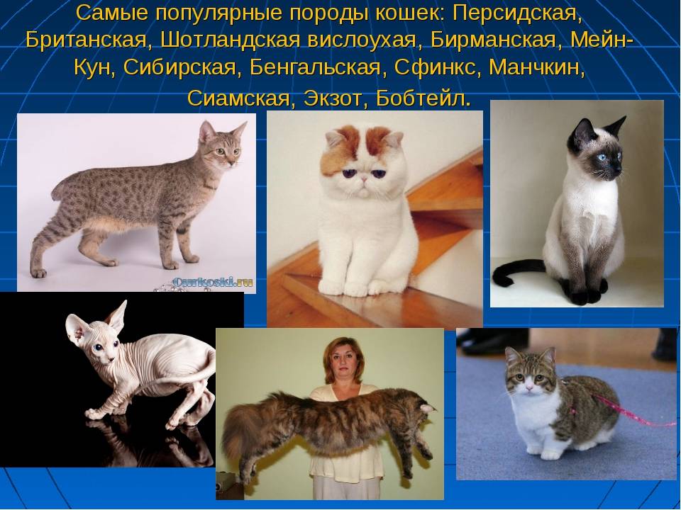 Кошачьи - описание семейства, виды, названия и фото животных