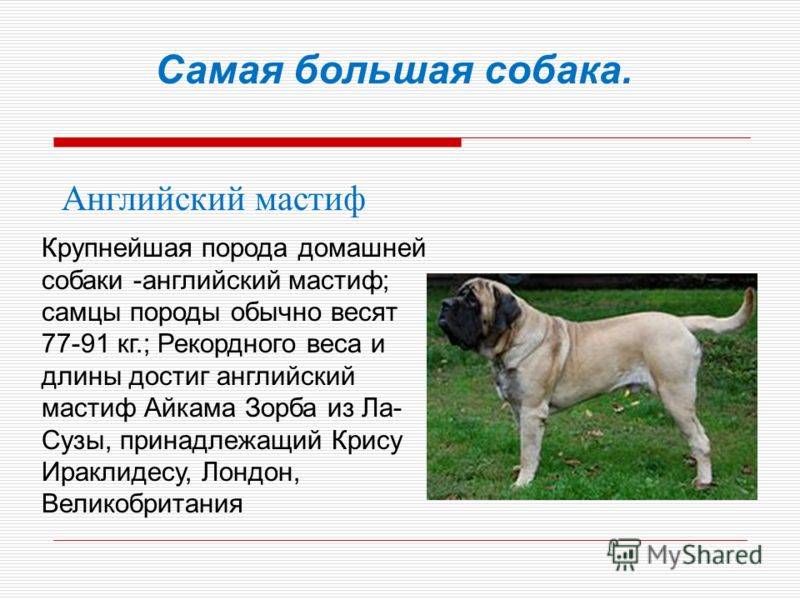 Немецкий дог собака. описание, особенности, виды, характер и фото немецкого дога