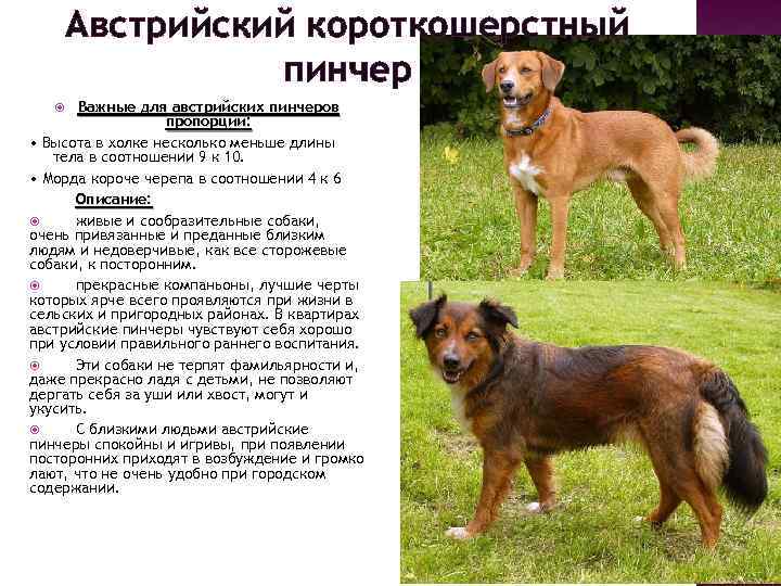Порода собак немецкий пинчер и ее характеристики с фото