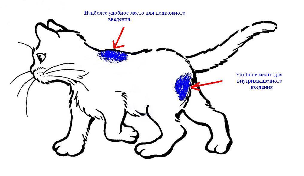 Причины появления крови в кале у кошки