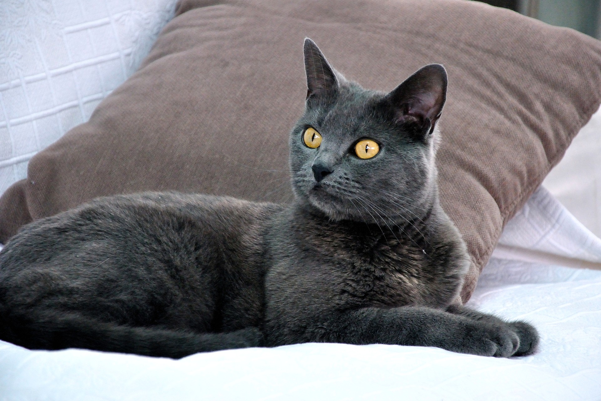 Шартрез: содержание кошки в домашних условиях