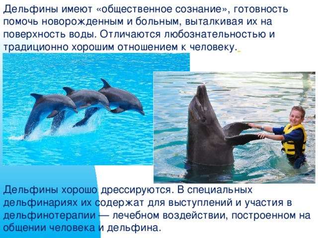 Дельфины – не рыбы и другие интересные факты об этих китообразных - яблык: технологии, природа, человек