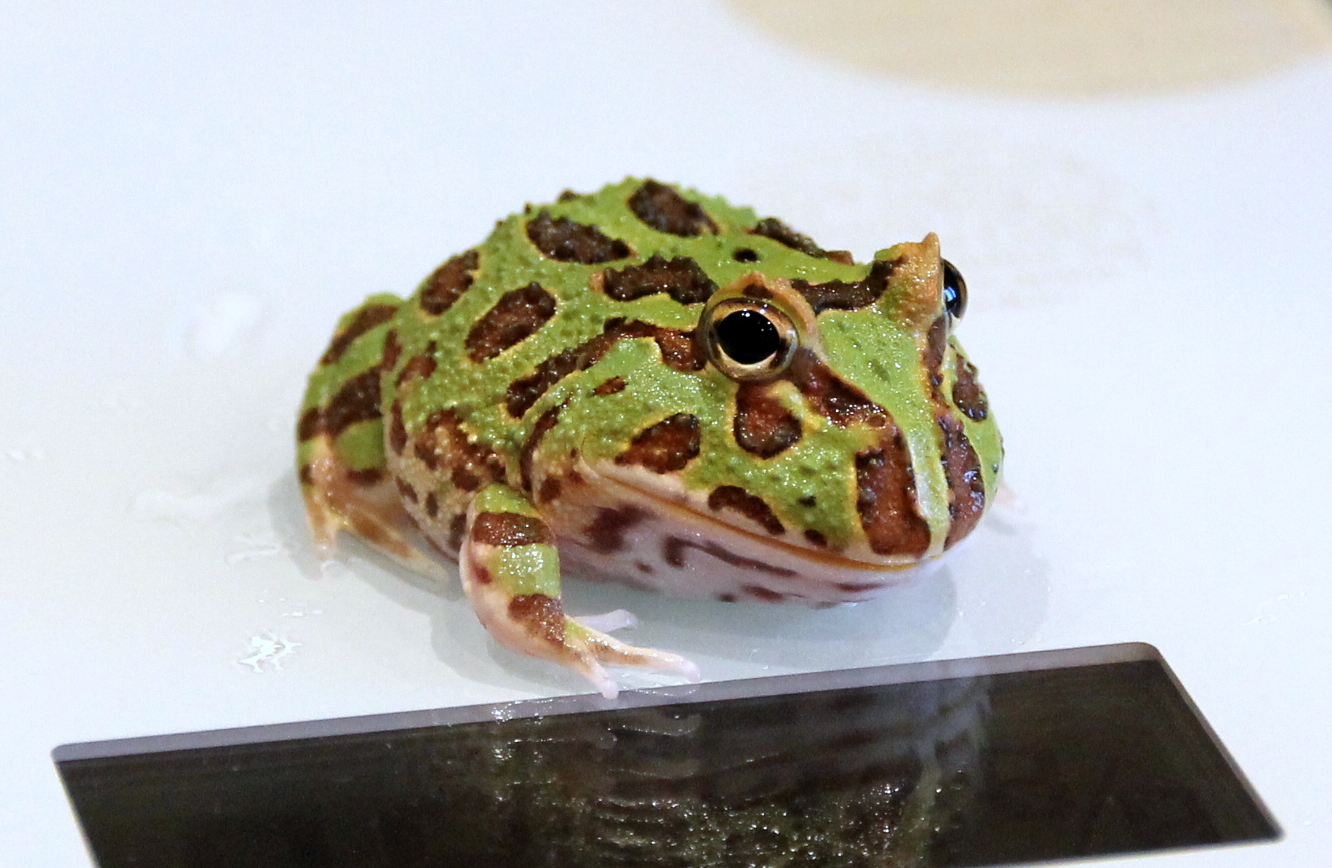 Чем кормить рогатку, ceratophrys ornata