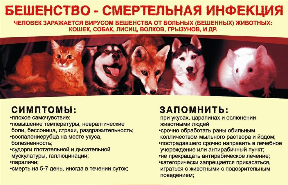 Бешенство у кошек: признаки и диагностика