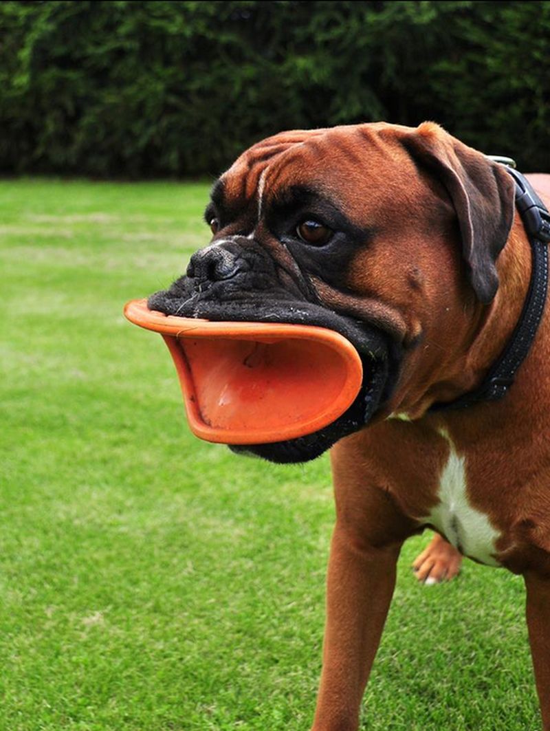 Рейтинг пяти самых смешных пород собак