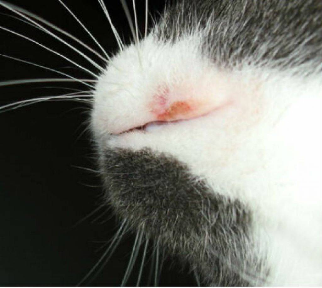Как лечить кальцивироз у кошек в домашних условиях: симптомы