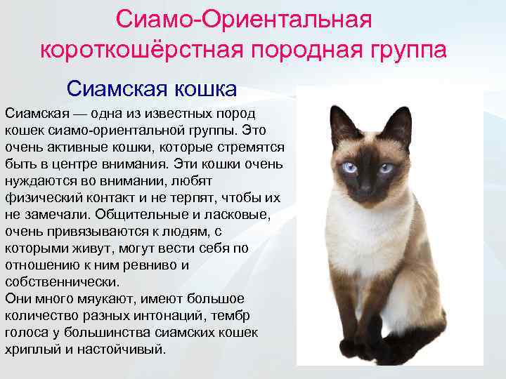 Сиамская кошка: фото, описание, стандарт, окрас, характер породы