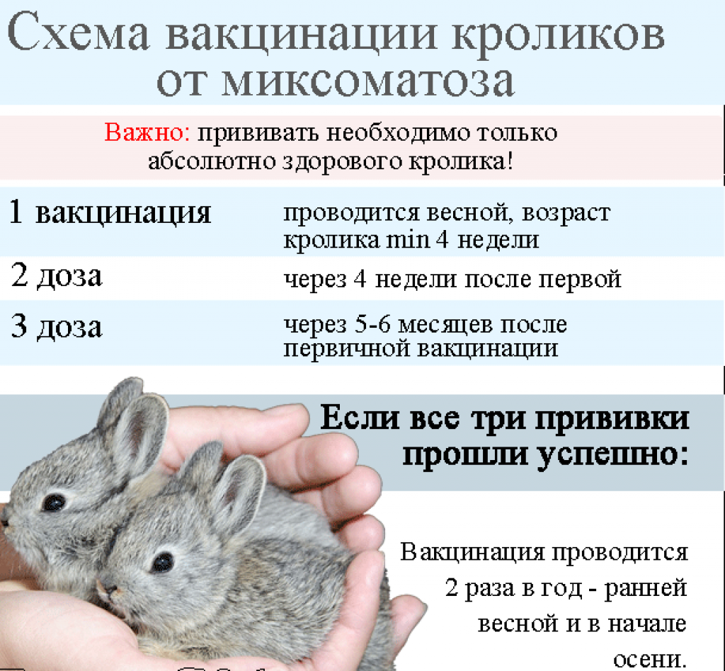 Почему крольчиха не подпускает крола и что делать