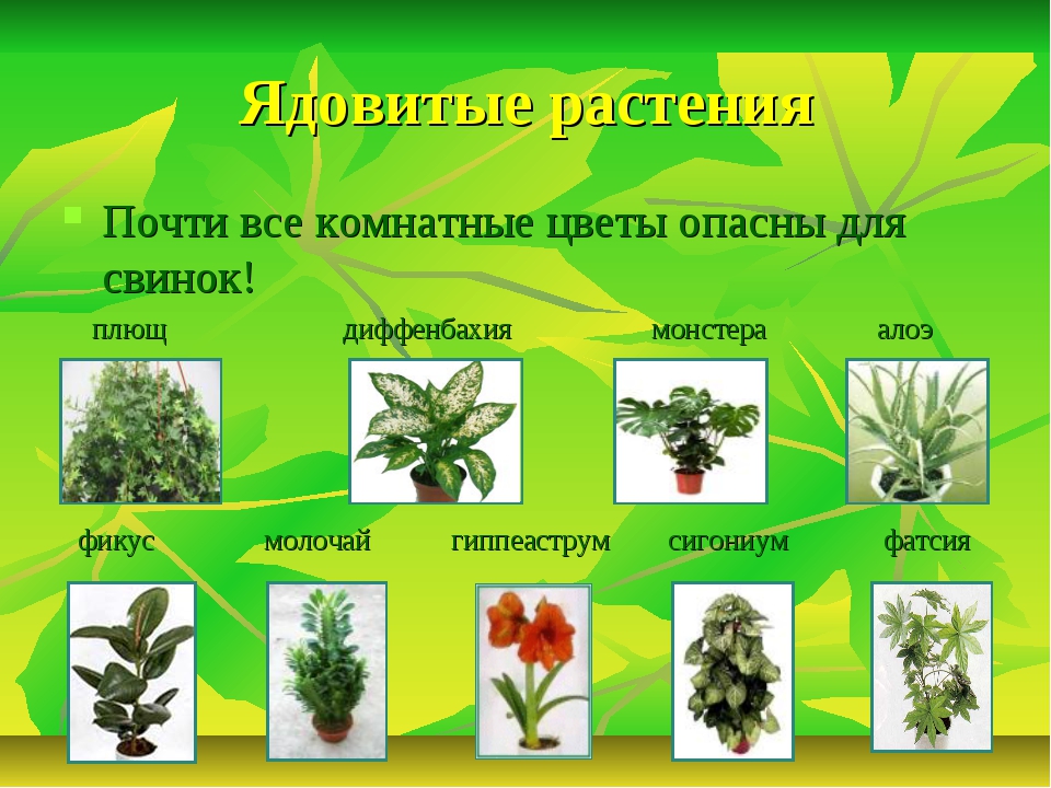 ᐉ комнатные растения ядовитые для кошек – цветы кошки - zoomanji.ru