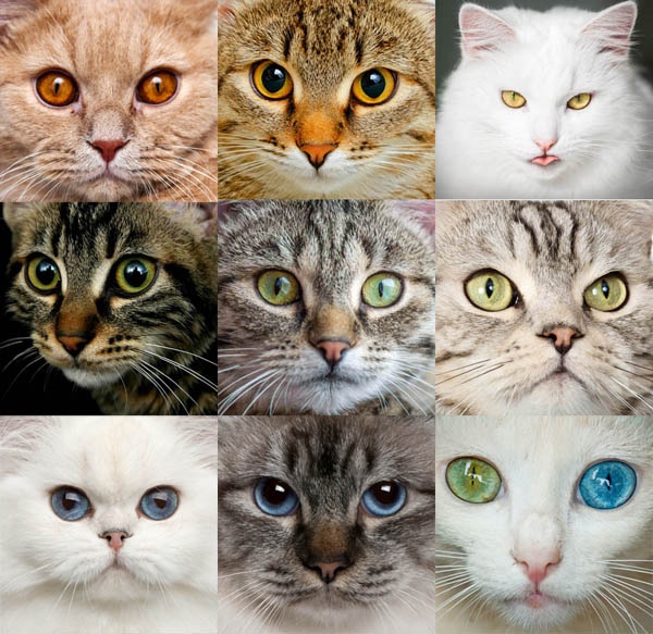 Когда у котят меняется цвет глаз