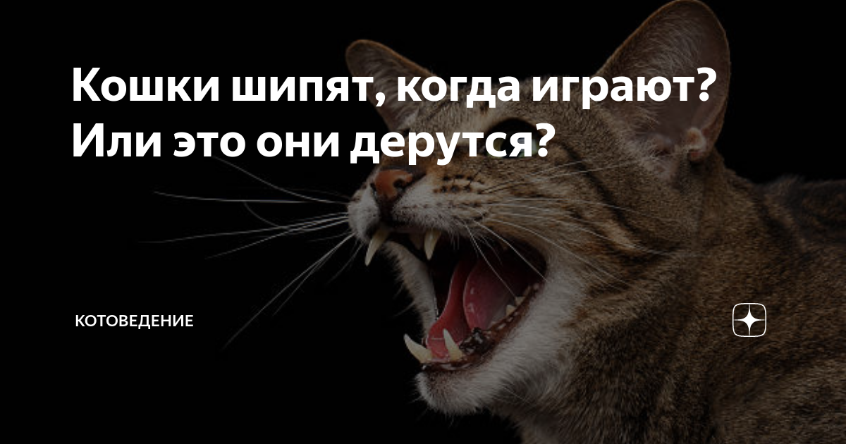 Почему кот или кошка шипит на хозяина?