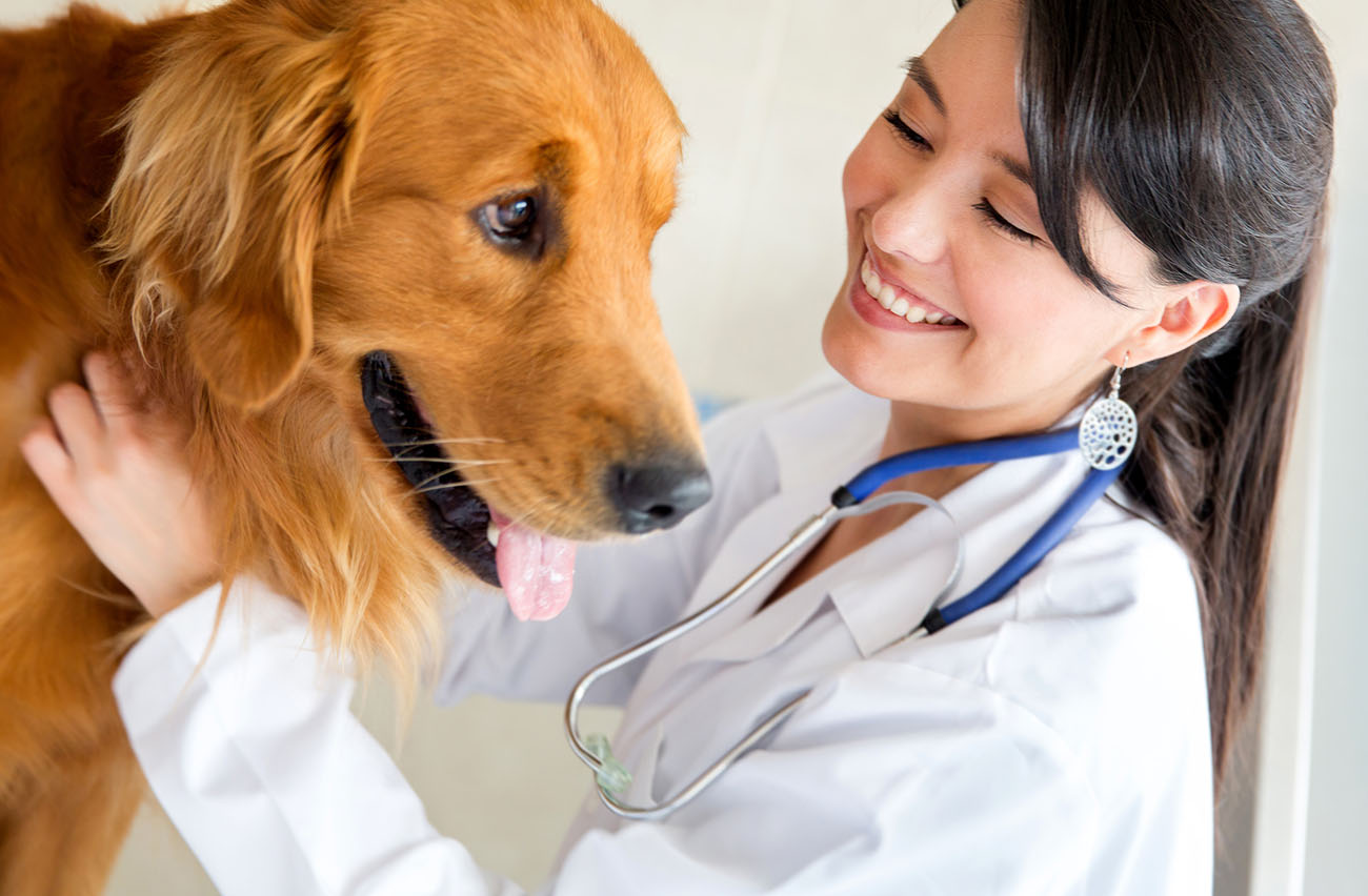 Как лечат человека кошки и собаки: животные-терапевты