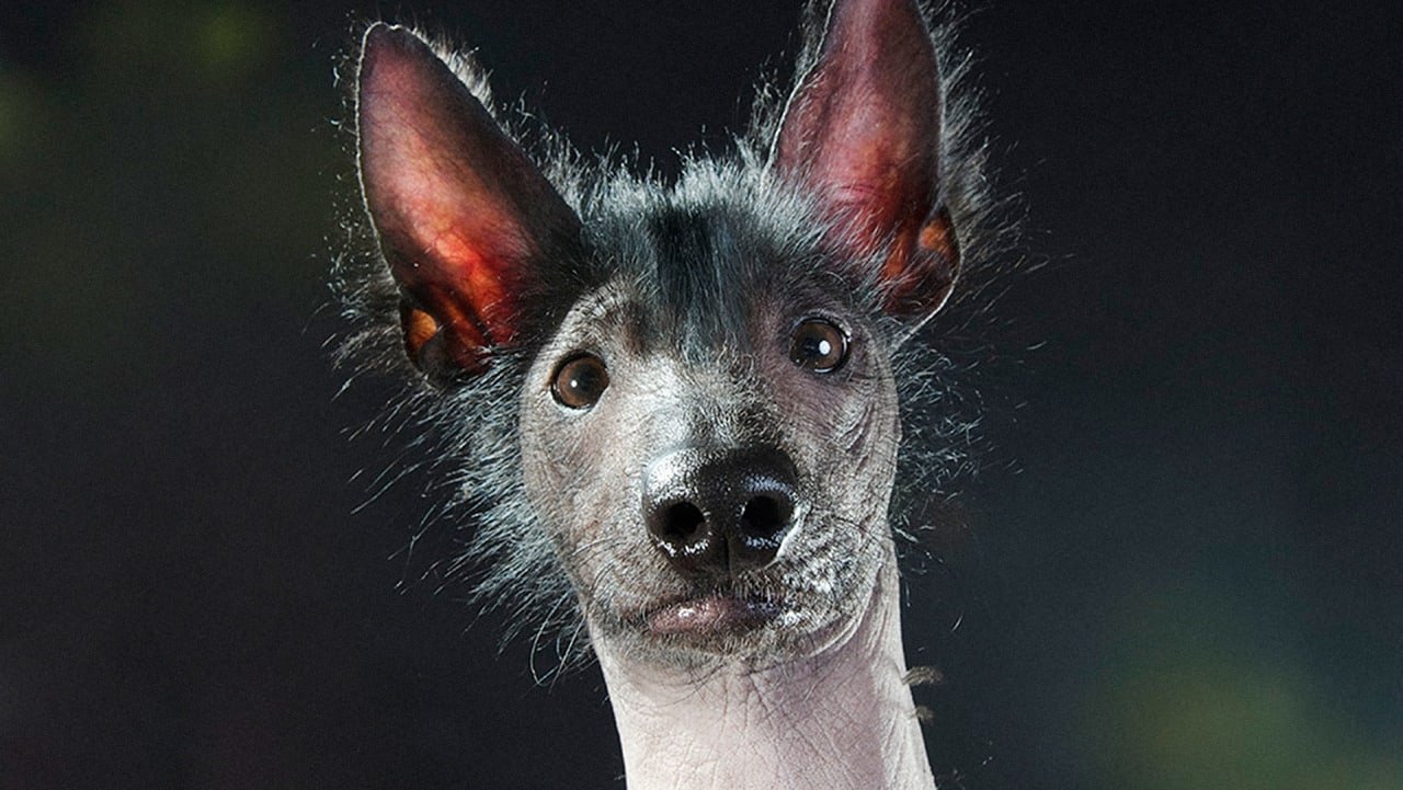 голая мексиканская порода собаки фото фото 79
