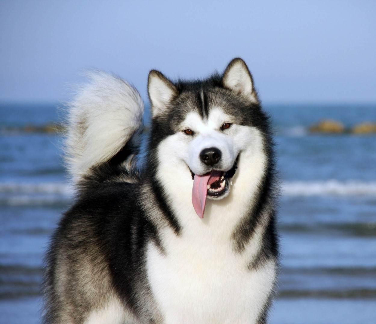 Сибирский (аляскинский) хаски: описание и характеристика породы собаки