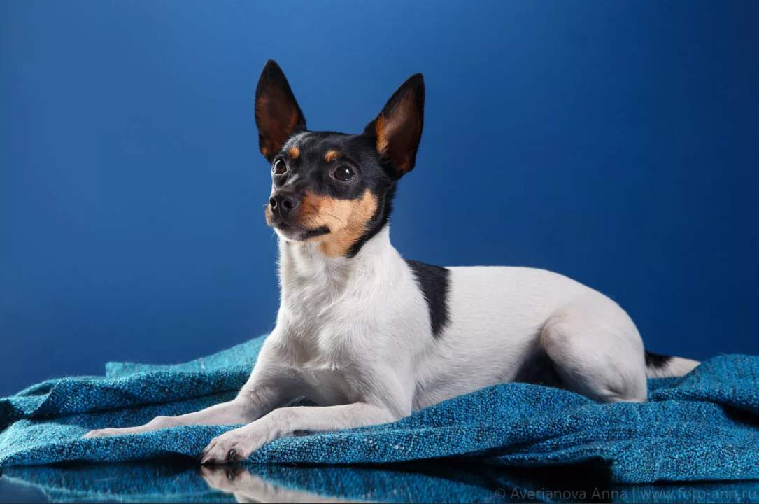 Той-фокстерьер: описание породы с фото, особенности ухода за собакой