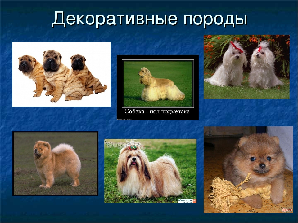 Декоративные породы собак: список, особенности содержания