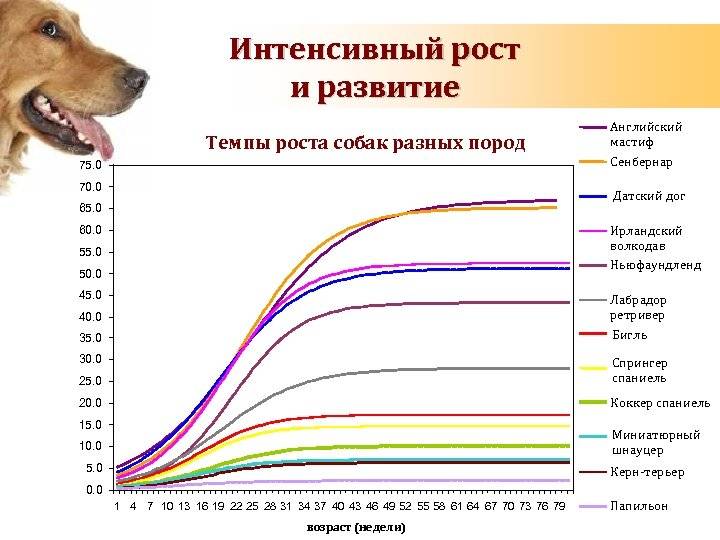 До какого возраста растут собаки различных пород
