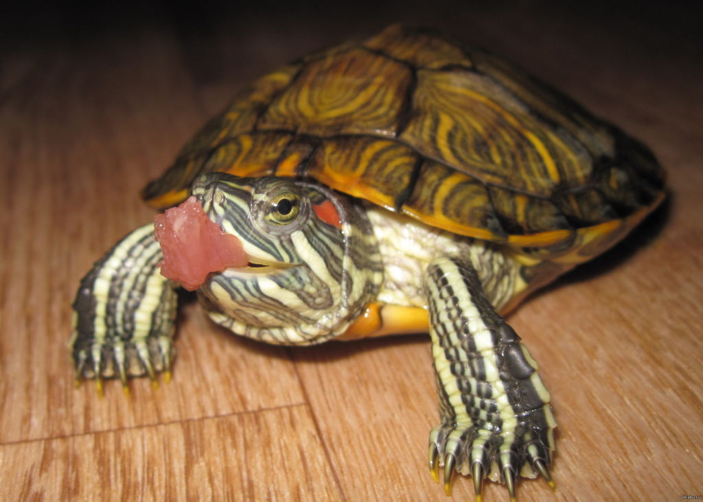 Красноухая черепаха. содержание, уход и кормление. советы