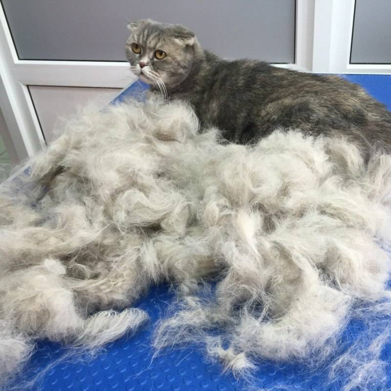 У кота сильно лезет шерсть, что делать (причины линьки) - почему кошка вылизывает на спине, линяет, лысеет хвост