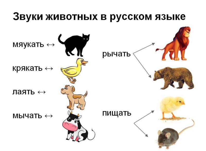 Почему крысы пищат при гладении: возможные причины и объяснения