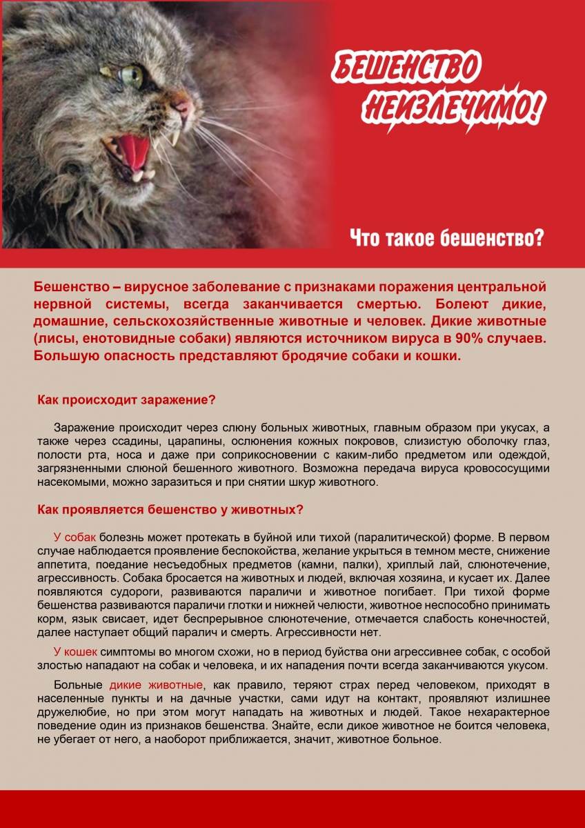 Первые признаки бешенства у кошек - как понять что у кота бешенство? - ветеринарная клиника ситивет