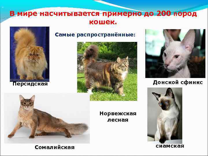 Удивительные кошки кинкалоу | блог ветклиники "беланта"