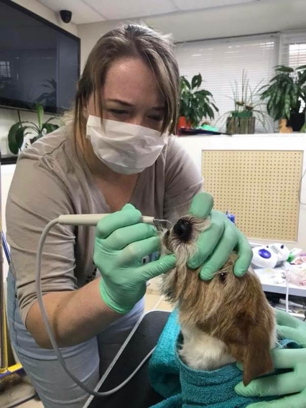 Чистка зубов ультразвуком для собак: подготовка и проведение процедура