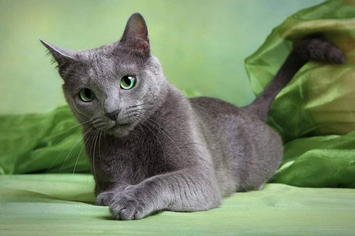 Русская голубая кошка — особенности породы | блог ветклиники "беланта"