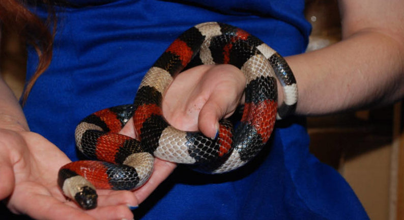 Королевская змея (lampropeltis). молочная змея в домашних условиях существует ли молочная королевская змея