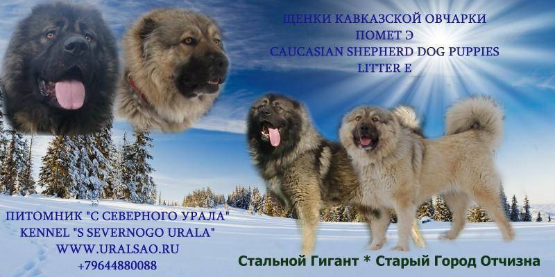 Кавказская овчарка (кавказский волкодав): фото и характер, уход, содержание