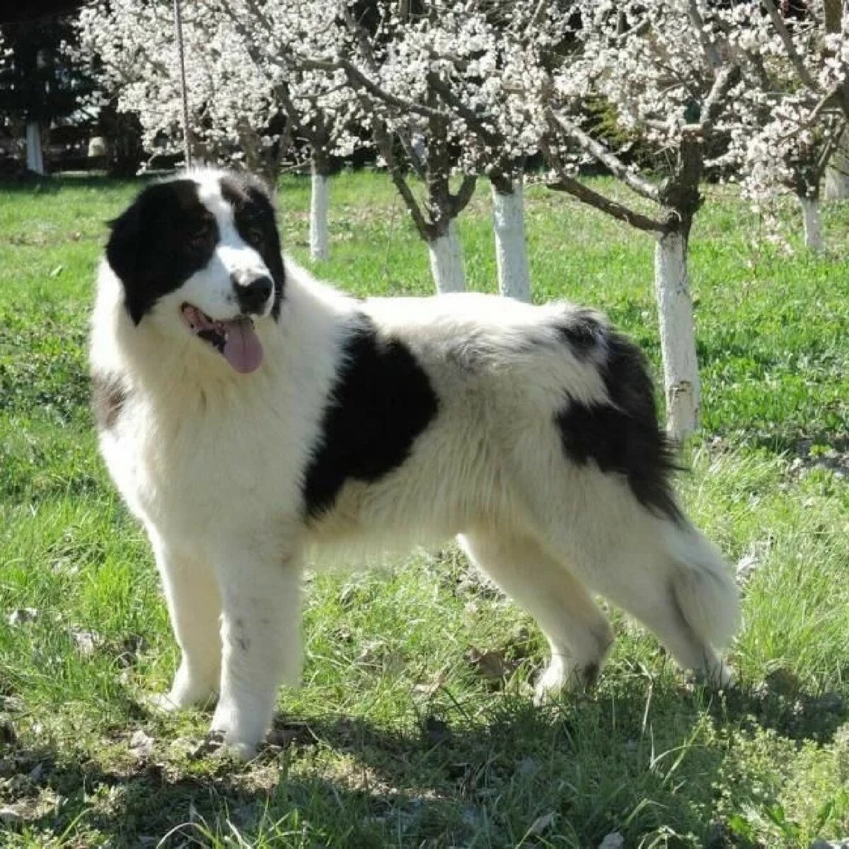 Восточноевропейская овчарка (вео): крупная собака с необычной историей