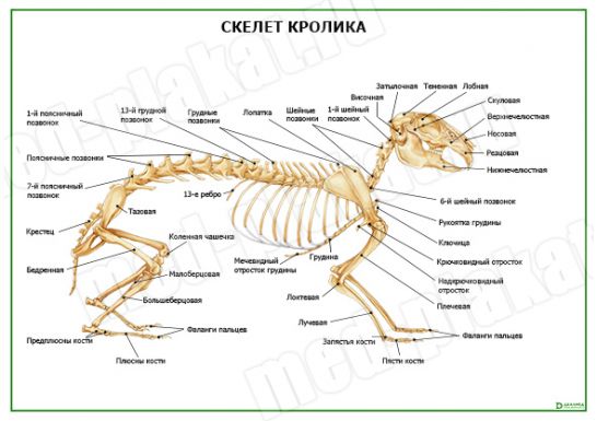 Особенности строения скелета кролика