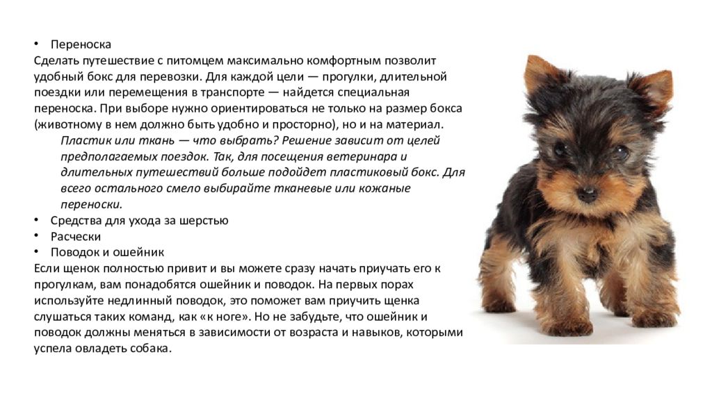 Йоркширский терьер – энциклопедия о собаках