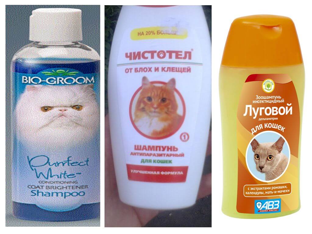 Как выбрать подходящий шампунь для кошек и котят